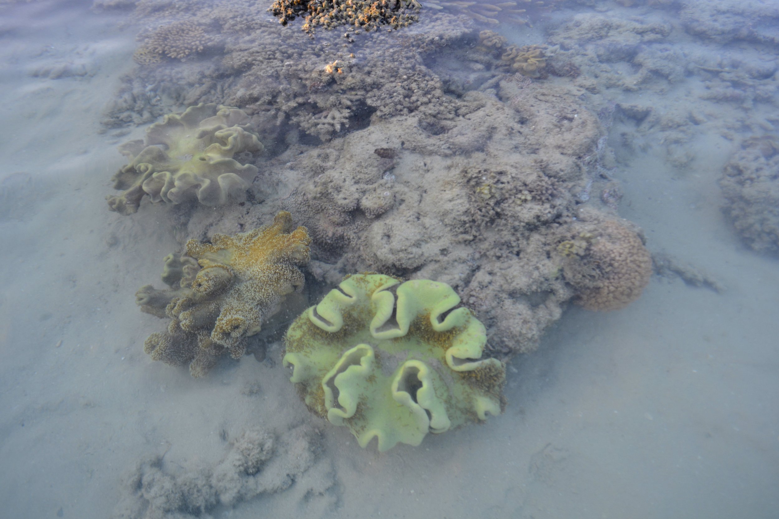 Das bushcamp auf henning island trägt den namen northern spirit. Whitsunday Islands Rachiepie