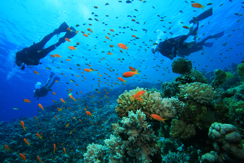 Experienced divers can enjoy spectacular dives at specially selected sites with a variety of coral formations that are teeming with marine life. Go Scuba Diving On Your Charter Luxury Yachts Whitsundays Bareboating And Crewed Luxury Charters