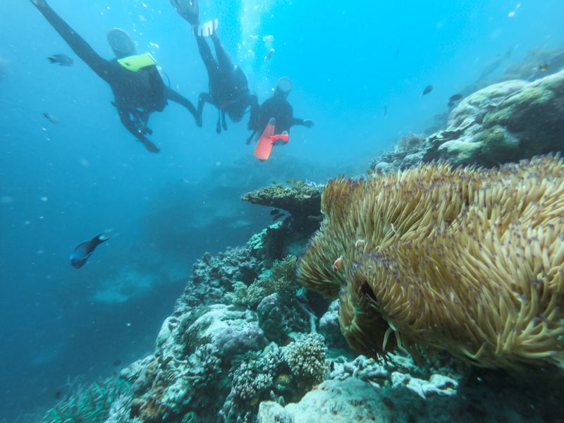 34+ Top Scuba Diving Day Trips Whitsundays&nbsp;Trip
