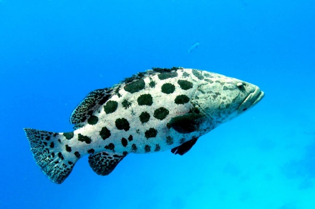 44+ Top Dive Whitsundays&nbsp;Tour